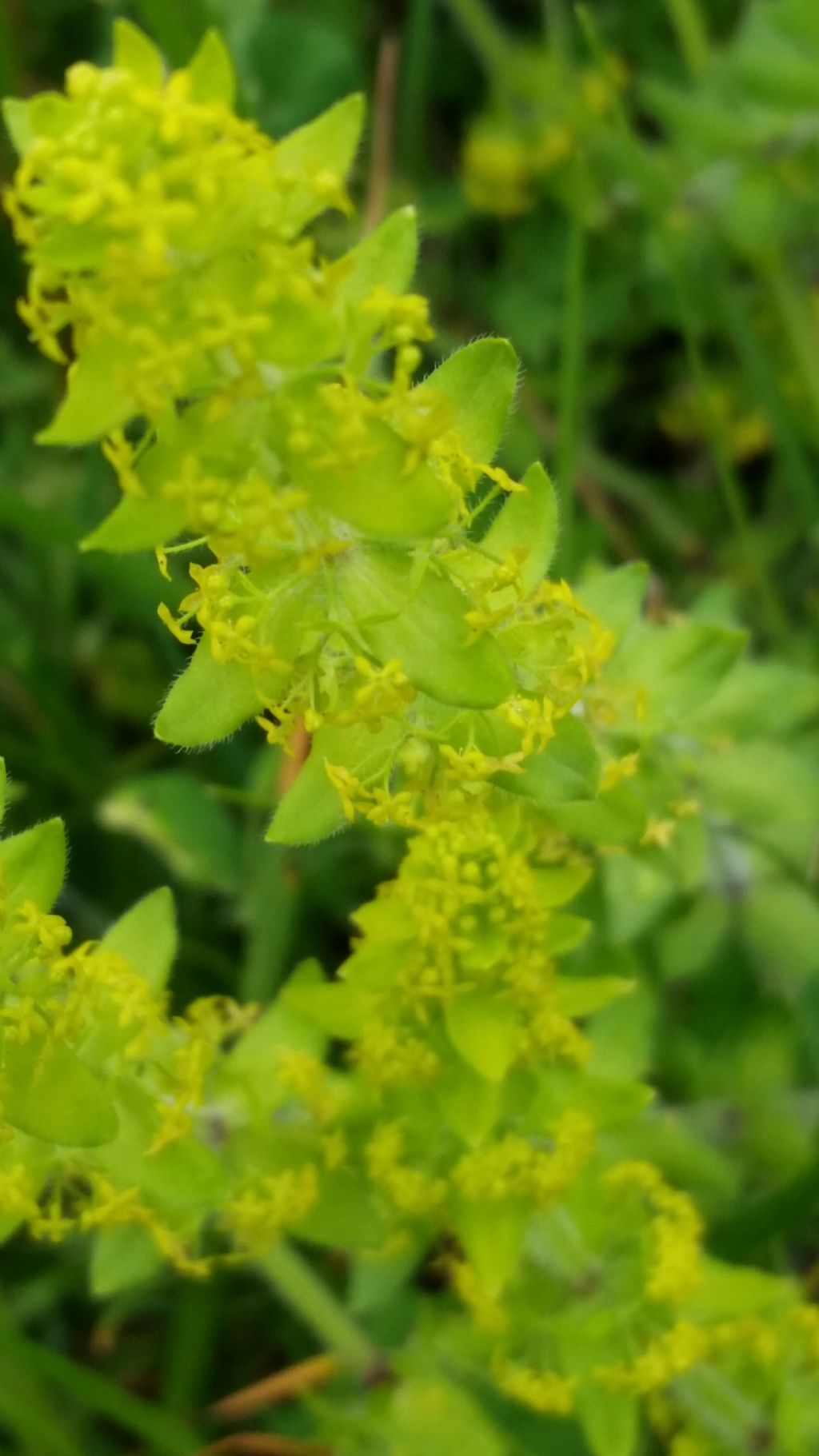 Cruciata laevipes (Rubiaceae)